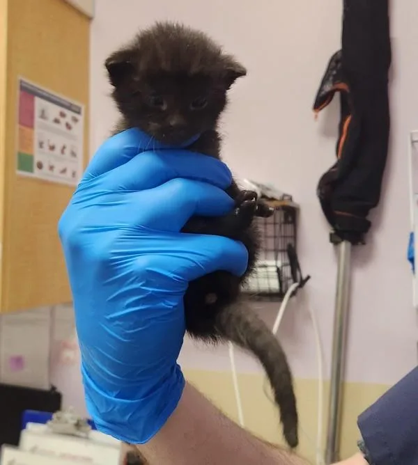 A baby small-sized male Domestic Short Hair cat named Jet for adoption in Vancouver, WA