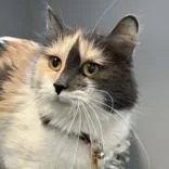 An adult small-sized female Dilute Calico Domestic Long Hair cat named Molly for adoption in Lansing, MI