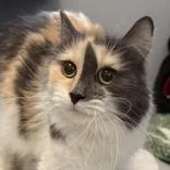 Molly thumbnail 2