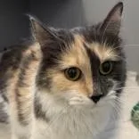Molly thumbnail 3