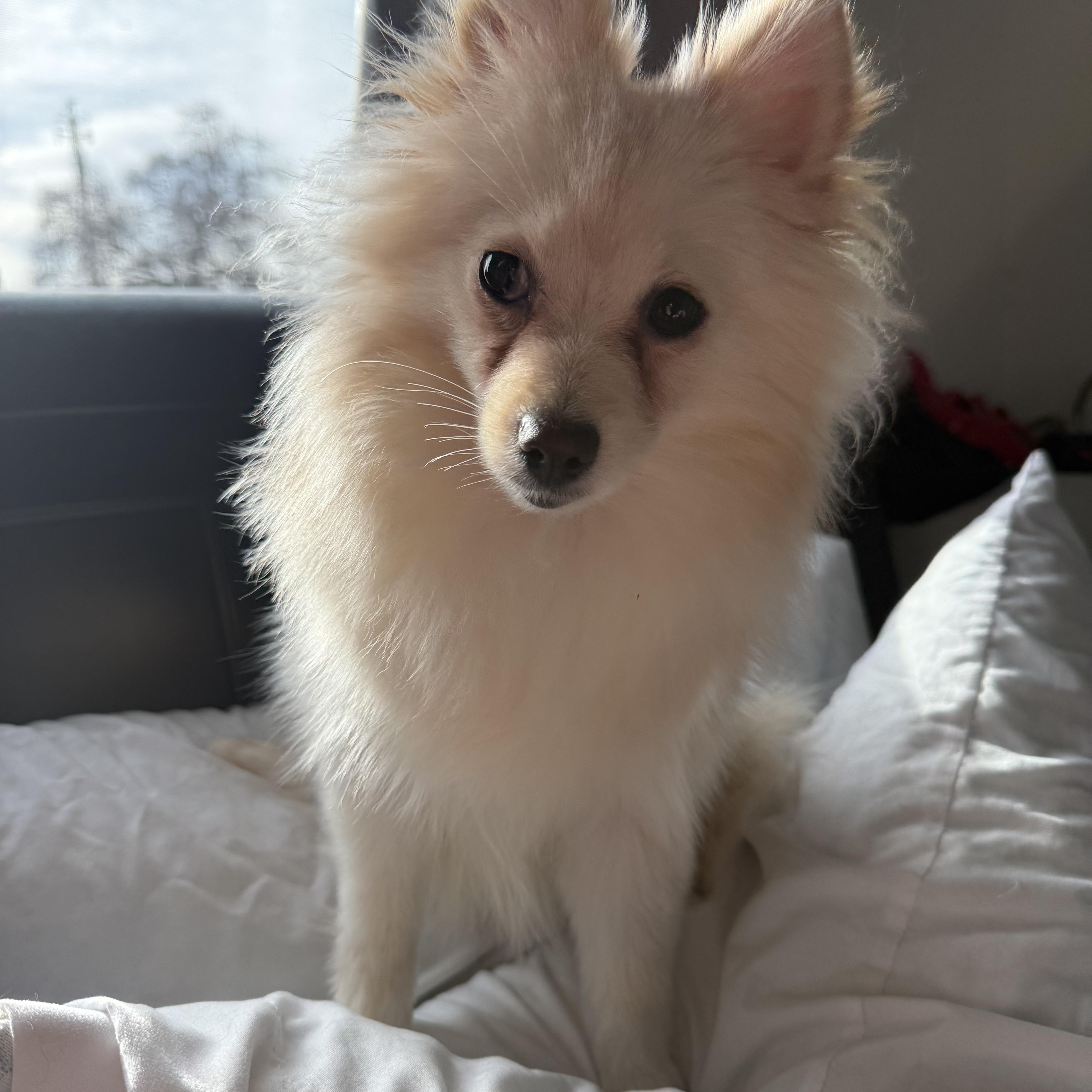 A young small-sized female White / Cream Pomeranian dog named Kassy for adoption in Red Bluff, CA