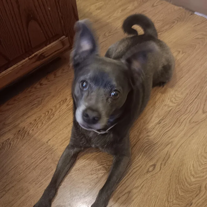 An adult small-sized male Gray / Blue / Silver American Eskimo Dog dog named Goose for adoption in Blue Springs, MO
