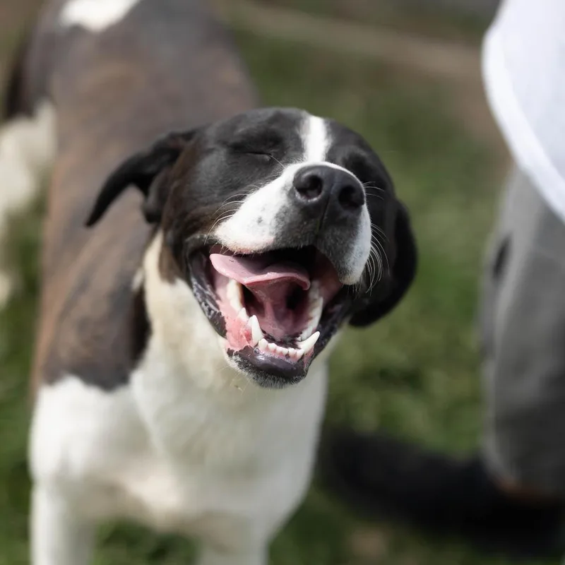 An adult medium-sized male White / Cream Border Collie dog named Draco for adoption in Talbott, TN