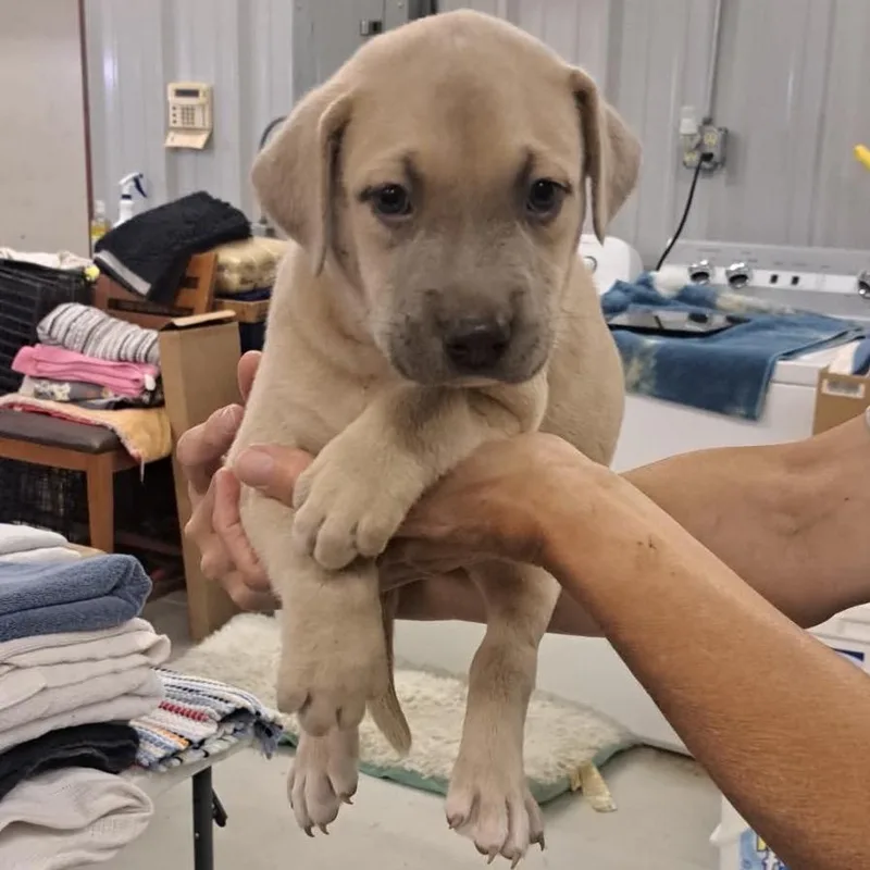A baby small-sized male White / Cream Pit Bull Terrier dog named Fuji for adoption in Buffalo, MN