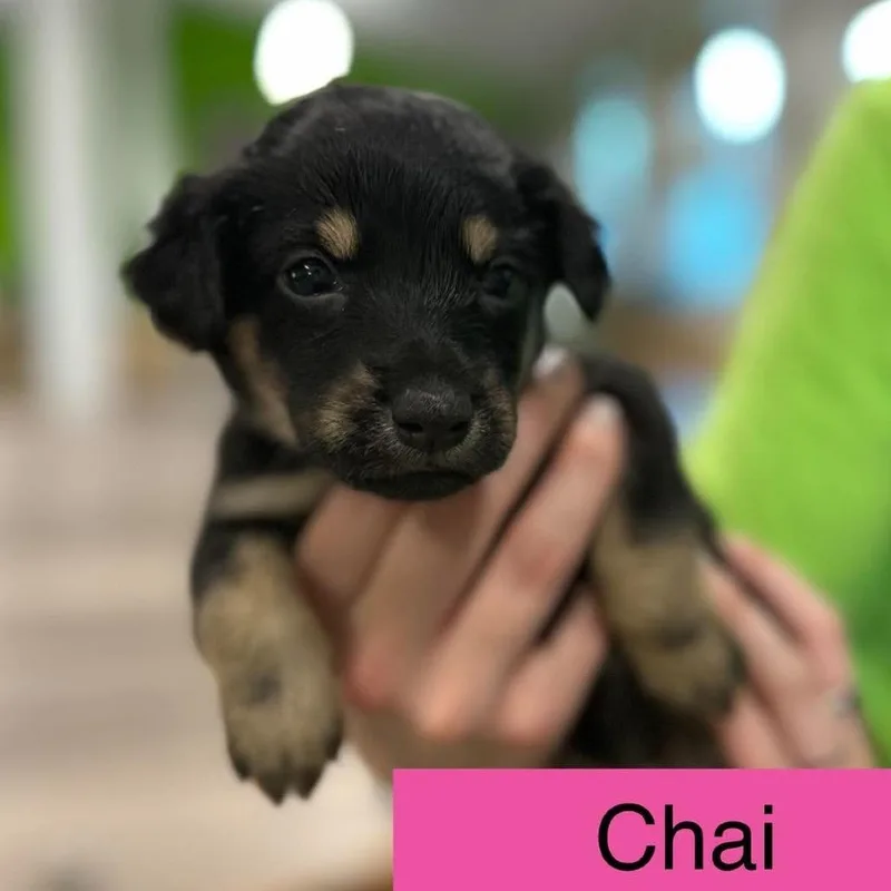 A baby medium-sized female Black Cattle Dog named Chai for adoption in Tampa, FL