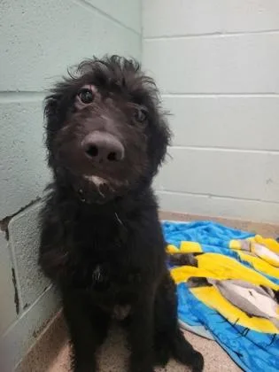 A young medium-sized male Standard Poodle dog named Strudel for adoption in Fishers, IN