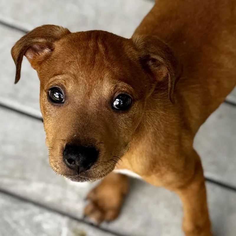 A baby medium-sized male Brown / Chocolate Mixed Breed dog named Ramone for adoption in Bradenton, FL