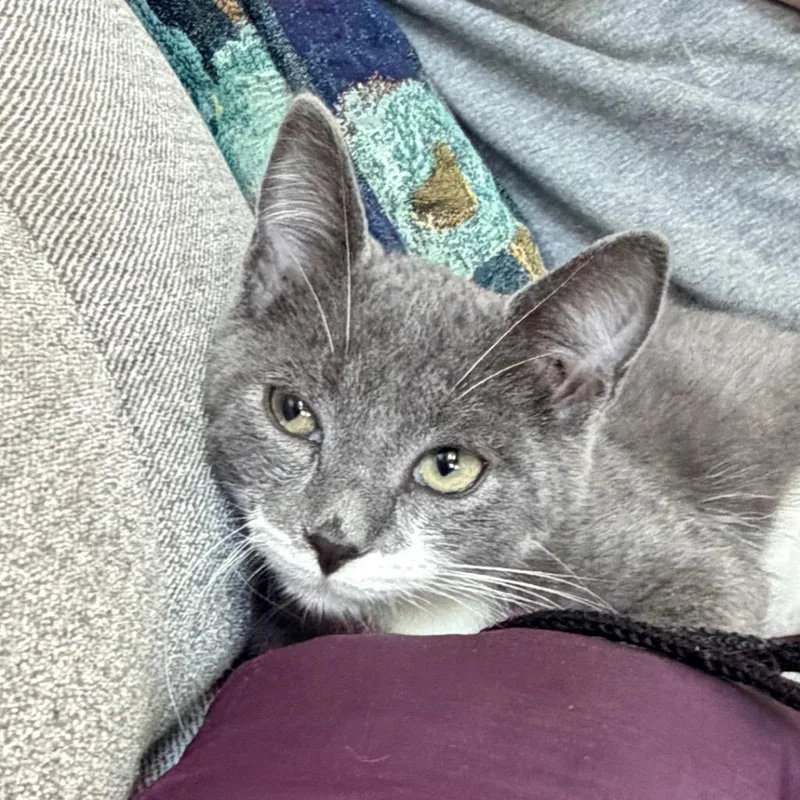 A baby small-sized female Domestic Short Hair cat named Jessa for adoption in Battle Creek, MI