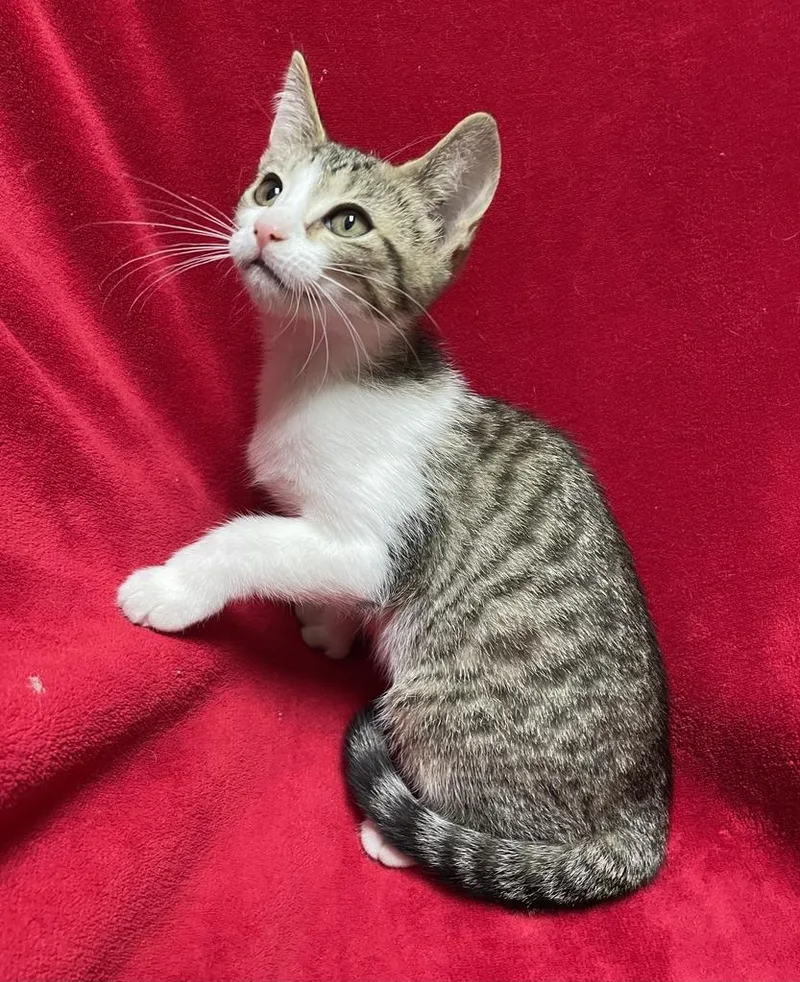 A young medium-sized female Tabby (Leopard / Spotted) Domestic Short Hair cat named Zooble for adoption in Jackson, MI