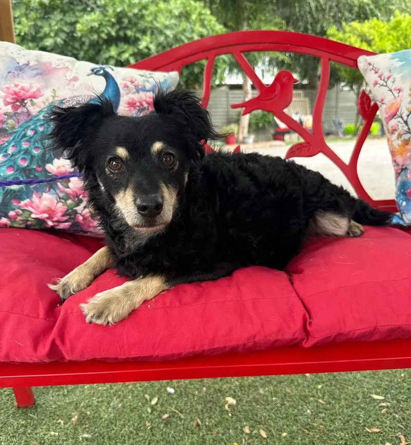 A young small-sized male Black Shetland Sheepdog / Sheltie dog named Riley for adoption in Temecula, CA