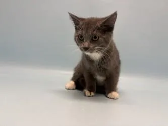 A baby small-sized female Domestic Medium Hair cat named Crocs for adoption in Golden Valley, MN