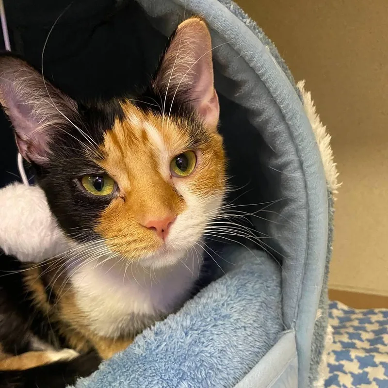 A young medium-sized female Orange / Red Domestic Short Hair cat named Venus for adoption in New York, NY