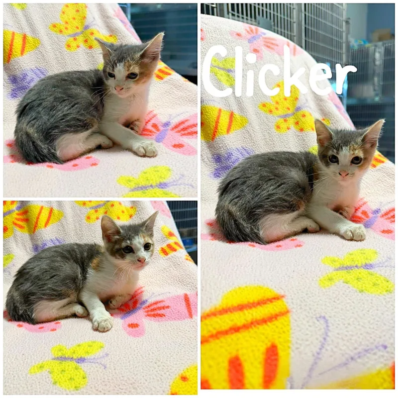 A baby medium-sized female White Domestic Short Hair cat named Clicker for adoption in Saint James, MO