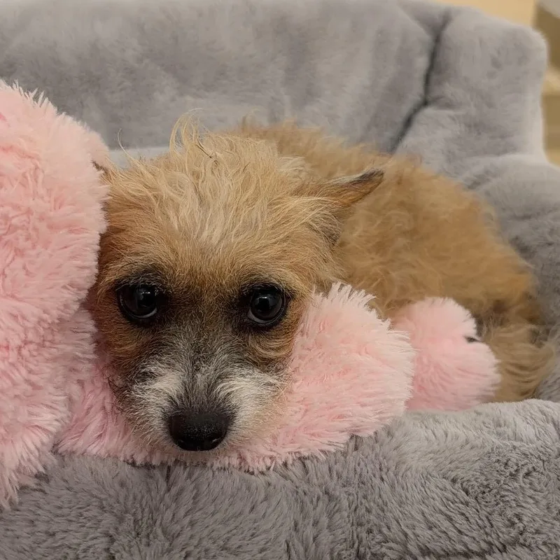 An adult small-sized female Yellow / Tan / Blond / Fawn Wirehaired Terrier dog named Evie for adoption in West Palm Beach, FL