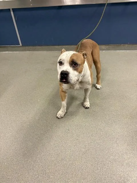 An adult large-sized male Terrier dog named Scrappy for adoption in Miami, FL