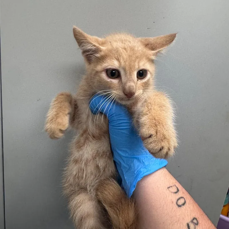 A baby small-sized male Orange / Red Domestic Short Hair cat named Duet for adoption in Columbiana, AL