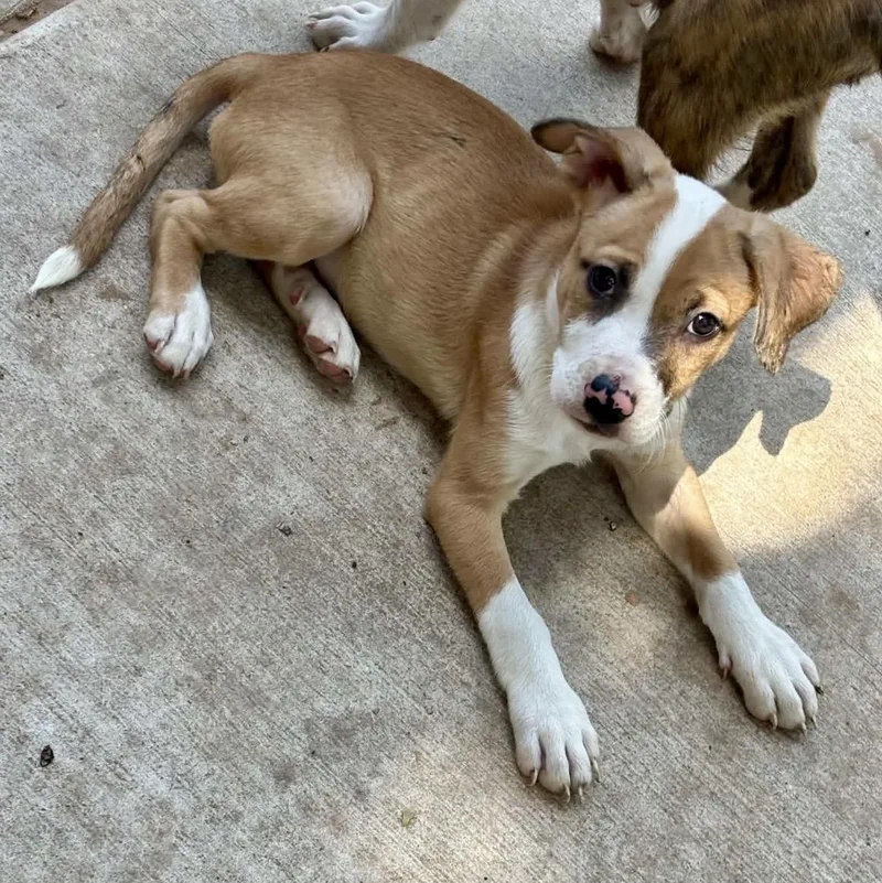 A baby large-sized male Mixed Breed dog named Axle for adoption in Pelham, NH