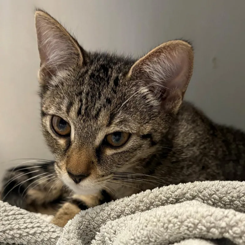 A baby small-sized female Brown / Chocolate Domestic Short Hair cat named Wd for adoption in East Hanover, NJ