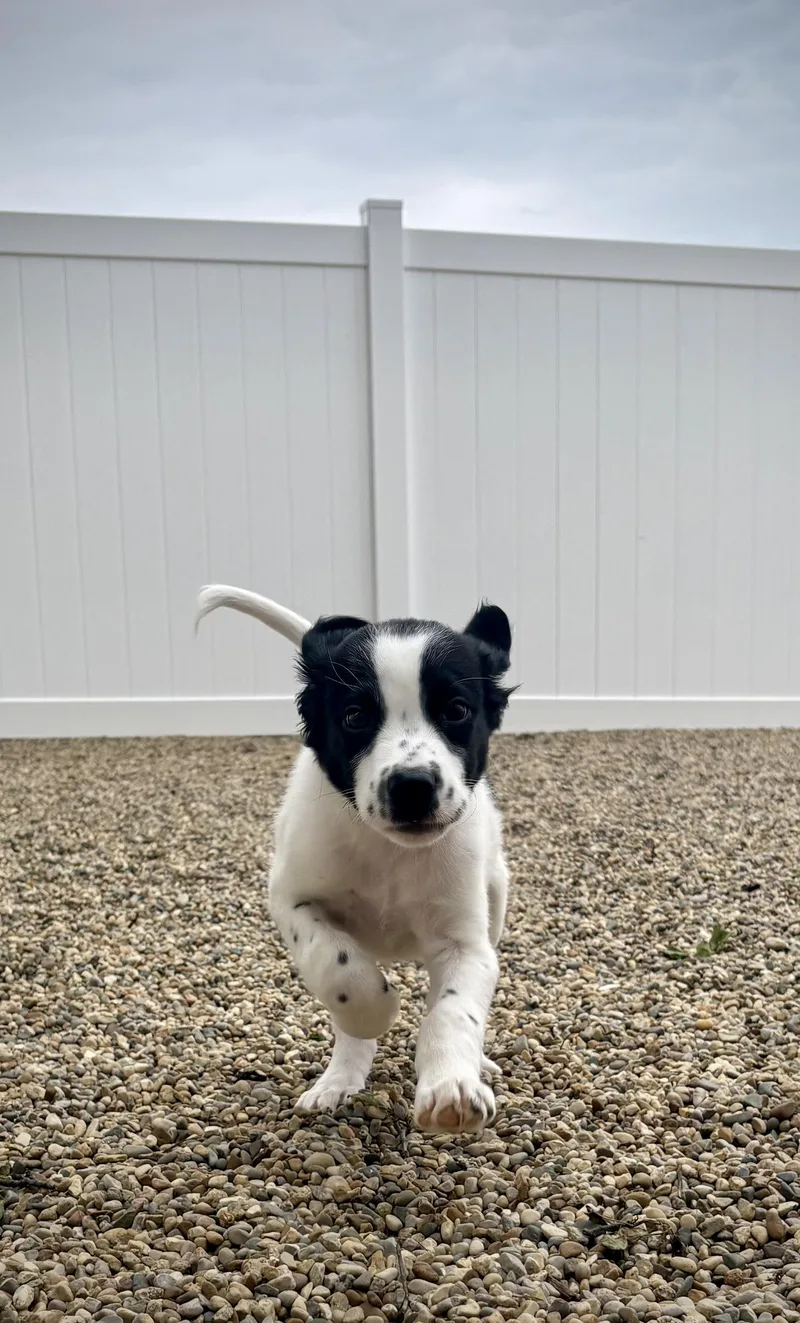 A baby medium-sized male Black English Springer Spaniel dog named Morgan for adoption in Kalamazoo, MI