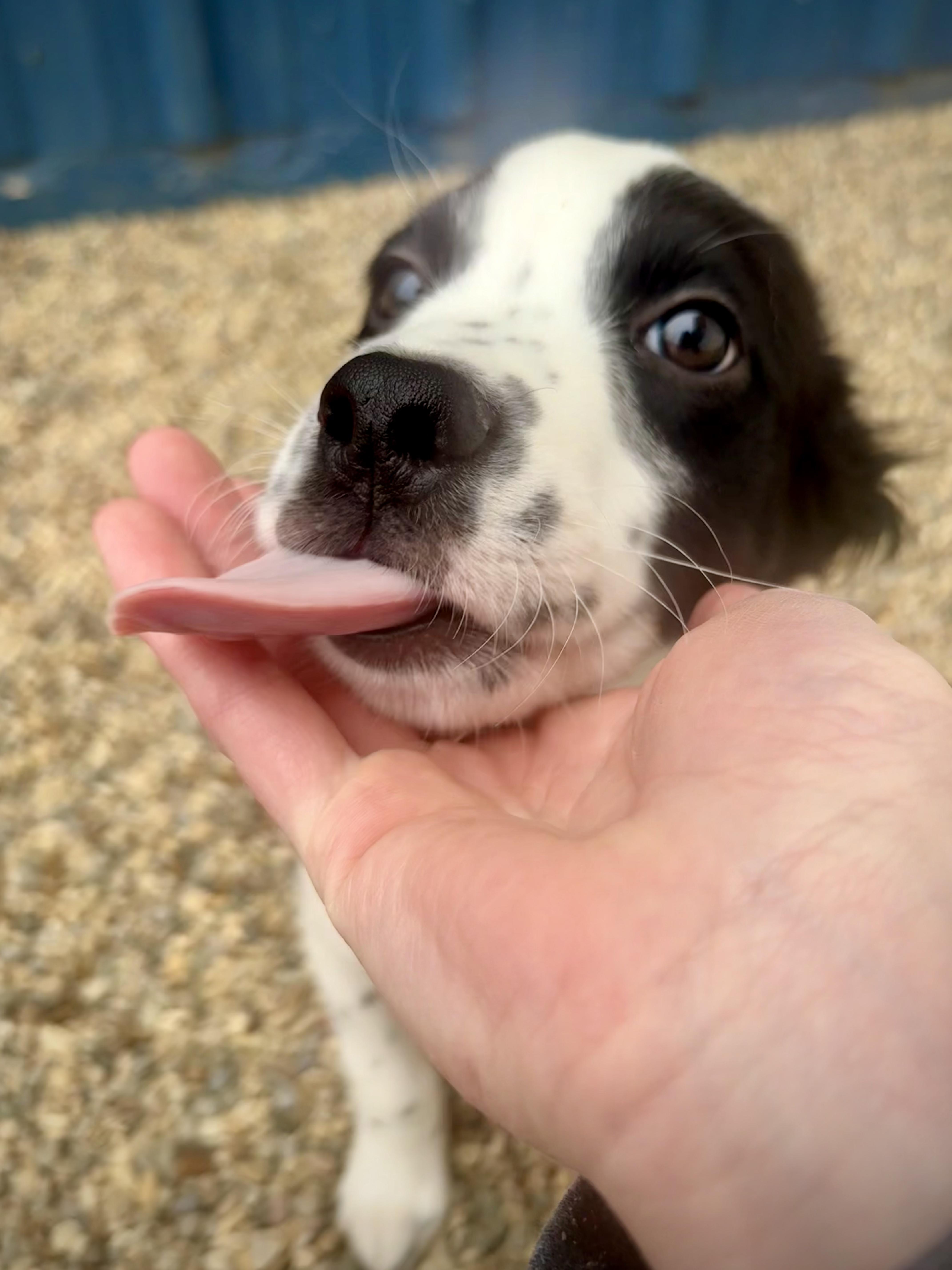 Morgan thumbnail 3