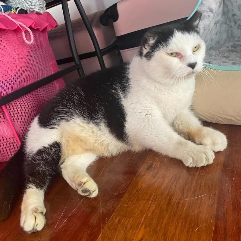 Starlight thumbnail 3