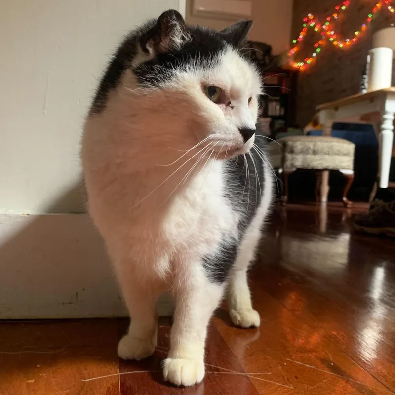 Starlight thumbnail 4