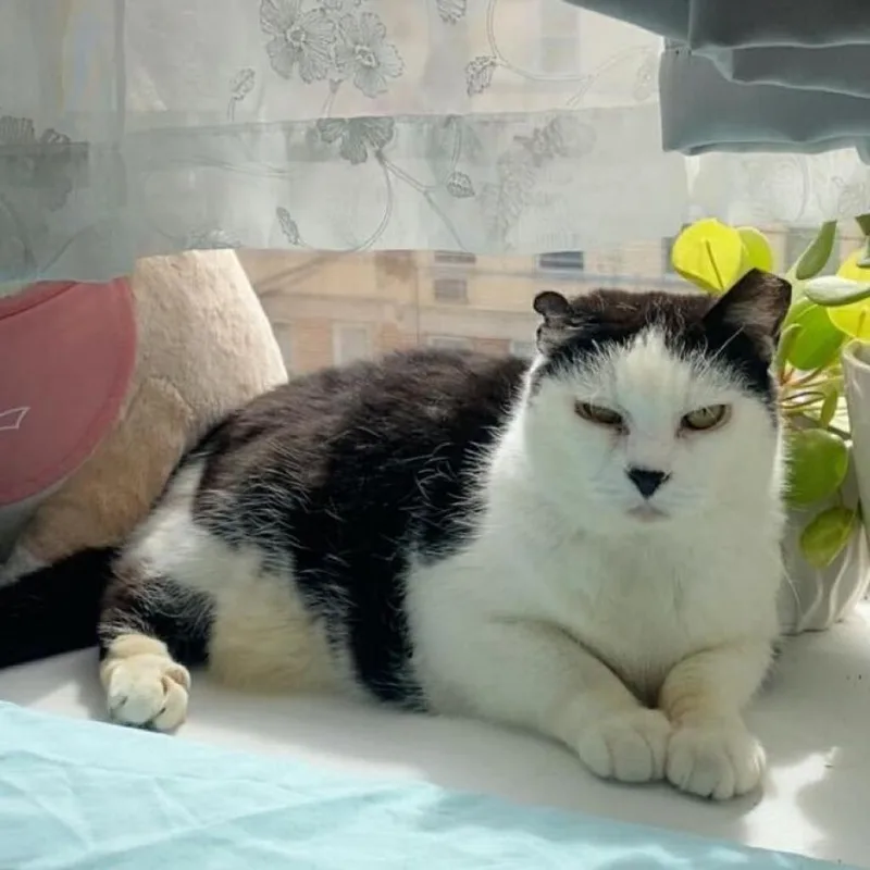 Starlight thumbnail 5