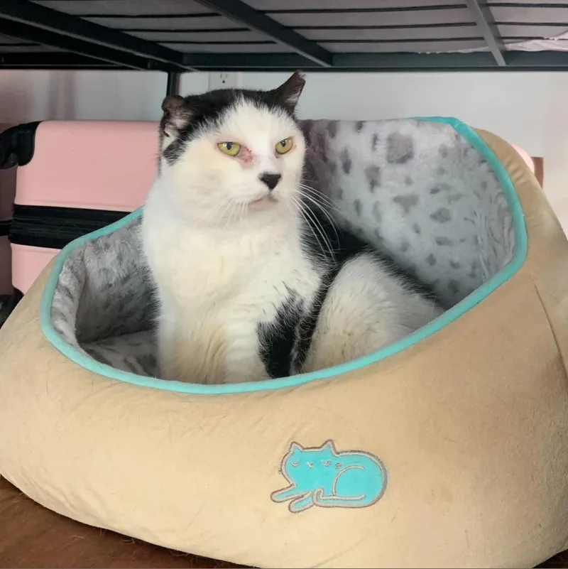 Starlight thumbnail 6