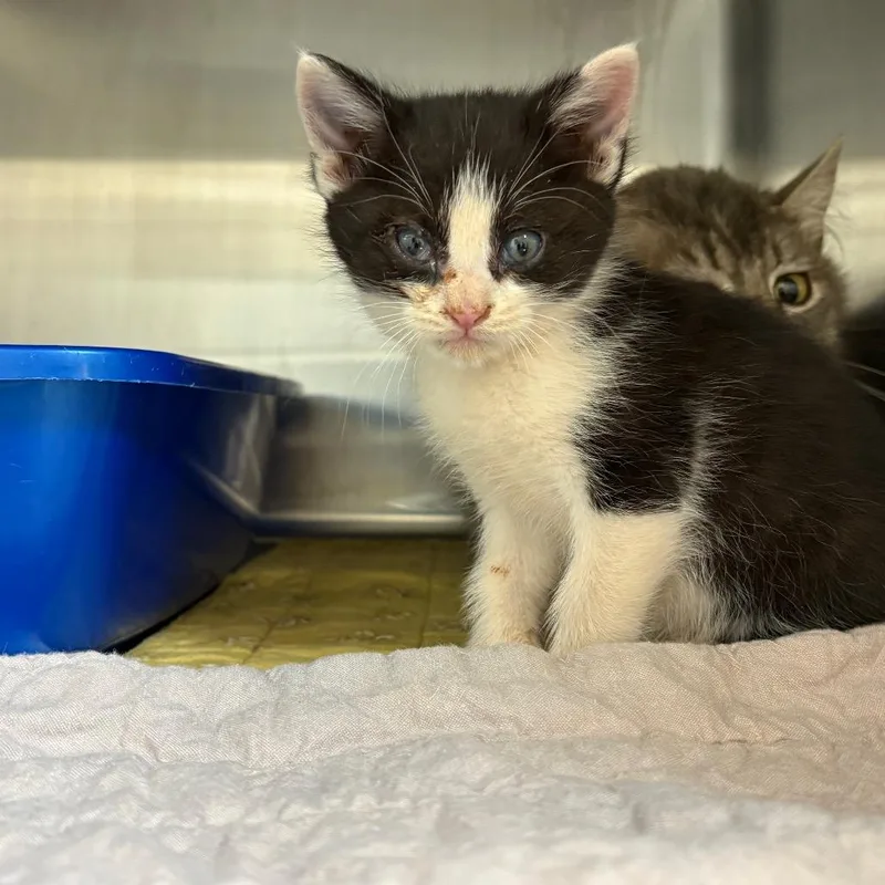 A baby small-sized male Black Domestic Short Hair cat named Toto for adoption in Kanab, UT