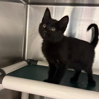 Harmonia thumbnail 2