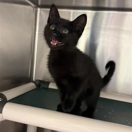 Harmonia thumbnail 4