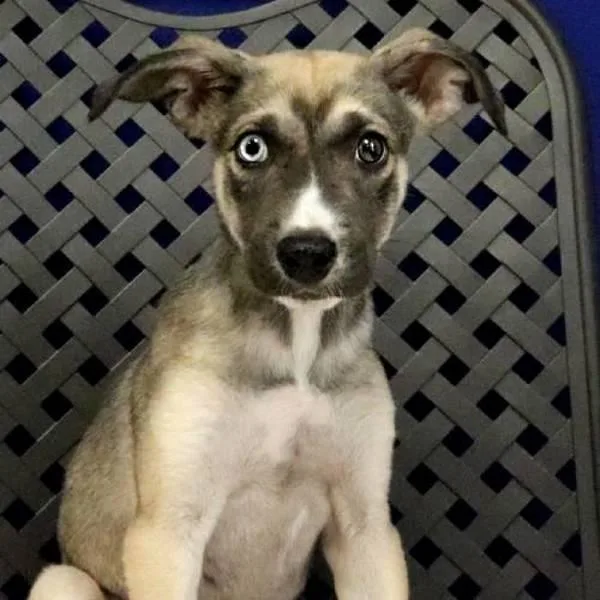 A baby medium-sized male Shepherd dog named Bullseye for adoption in Midland, TX