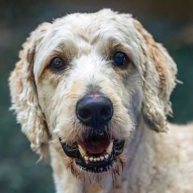 Bark Ruffalo thumbnail 4