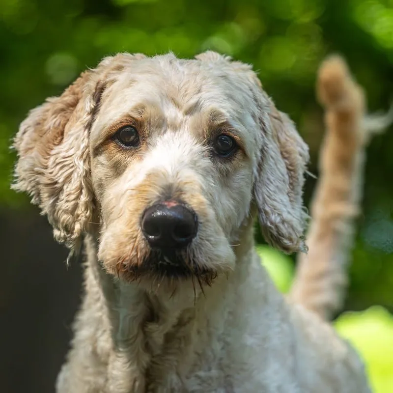Bark Ruffalo thumbnail 5