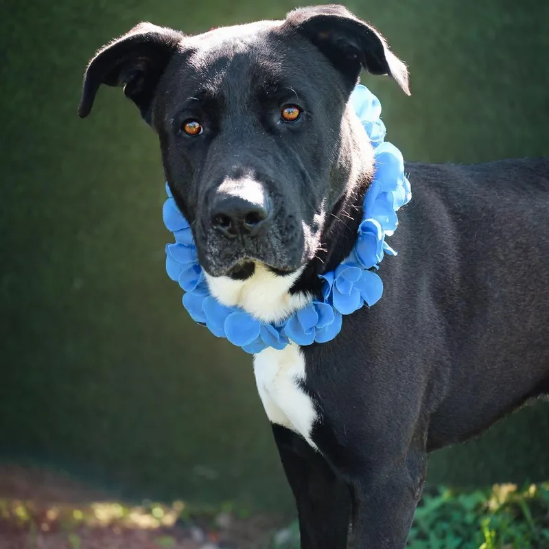 An adult large-sized male Black Mixed Breed dog named Grizzly for adoption in Lake Jackson, TX
