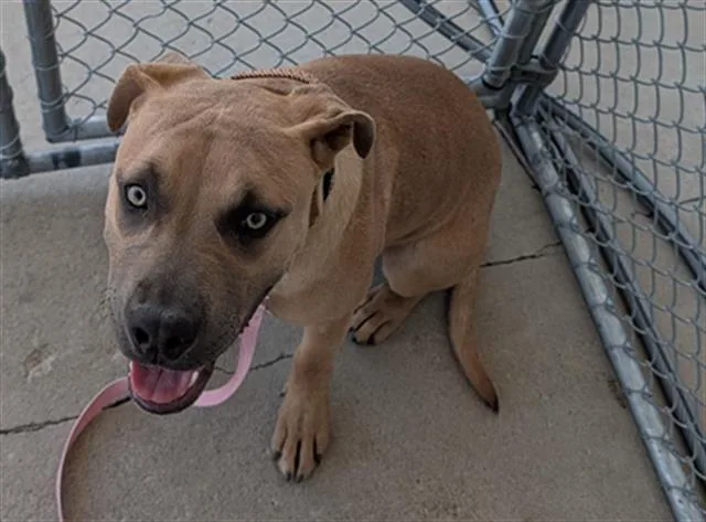 A young small-sized female Pit Bull Terrier dog named Kiara for adoption in Bakersfield, CA