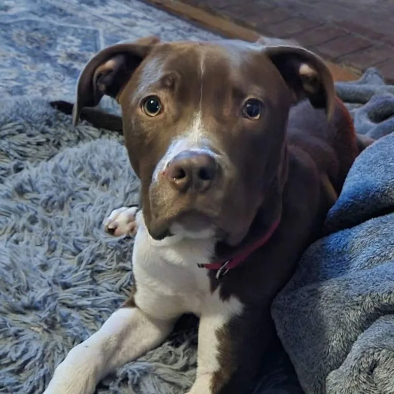An adult large-sized male Pit Bull Terrier dog named Warden for adoption in Racine, WI