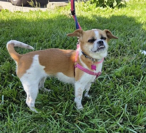 An adult small-sized female Chihuahua dog named Luna for adoption in Ellicott City, MD