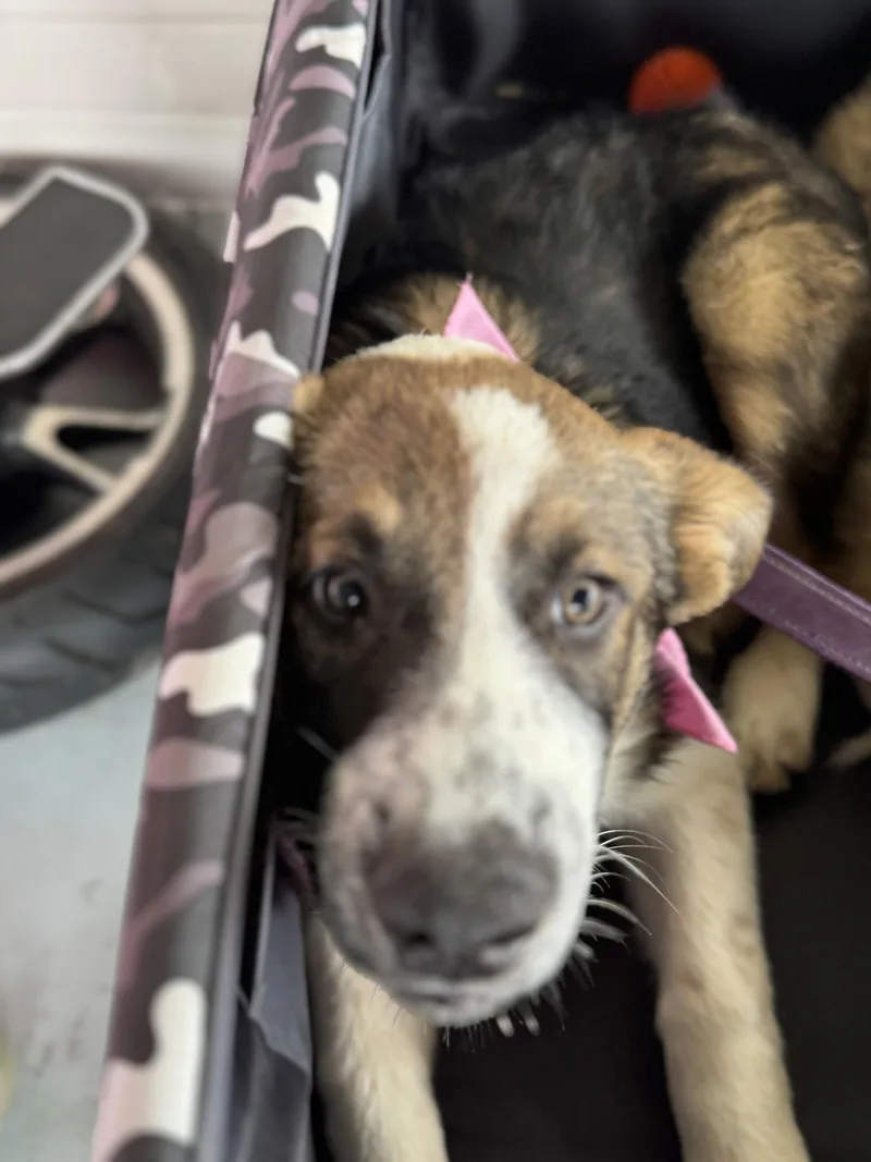 A baby large-sized female Shepherd dog named Ember for adoption in Holly Springs, NC