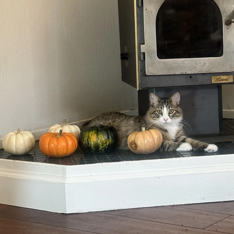 A young small-sized male Domestic Long Hair cat named Avocado for adoption in Crockett, CA