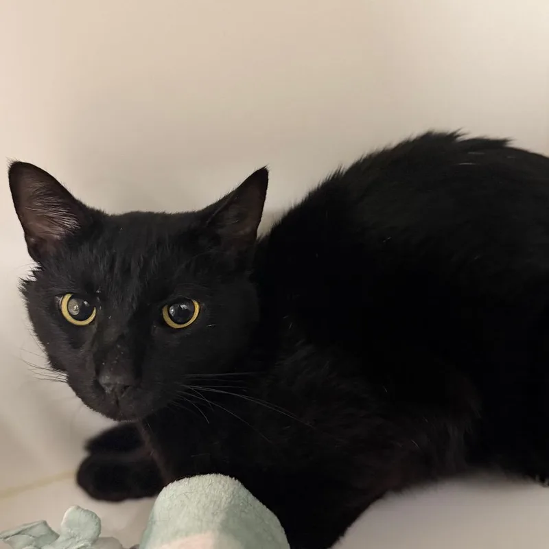 An adult medium-sized male Black Domestic Short Hair cat named Scrampi for adoption in West Palm Beach, FL
