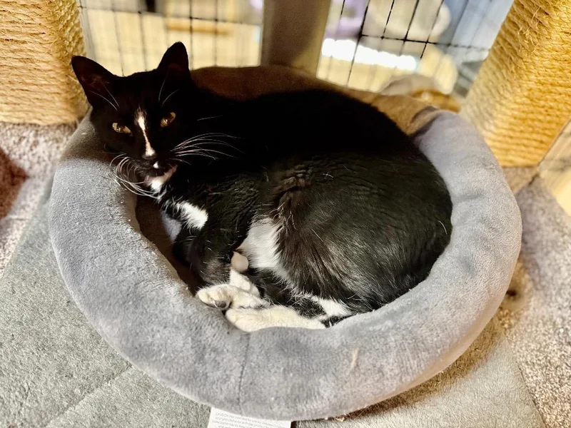 Declawed Binkie Fna Junior