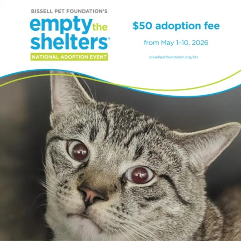 A young medium-sized male Siamese cat named Pepito for adoption in Santa Cruz, CA