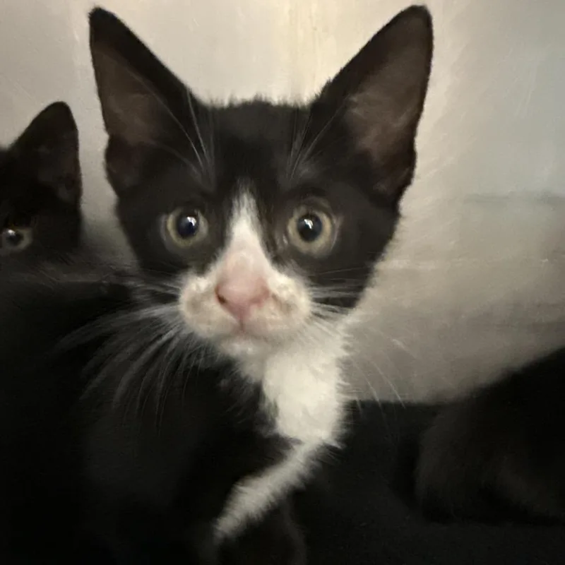 A baby small-sized female Domestic Short Hair cat named Shock for adoption in Troy, VA