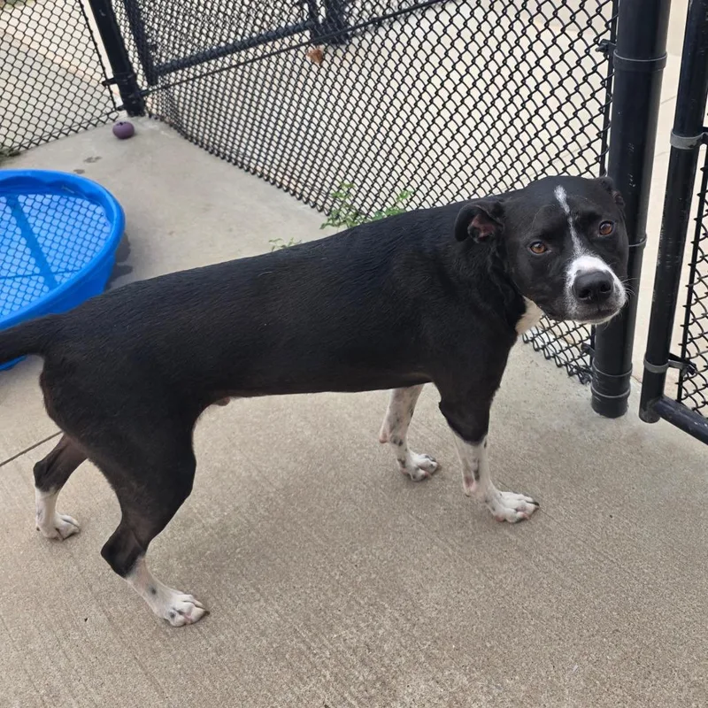 An adult large-sized male Boxer dog named Oreo for adoption in Norman, OK