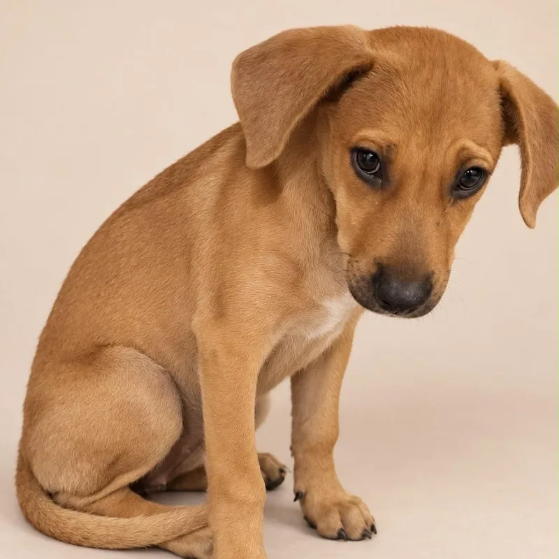 A baby medium-sized male Golden Labrador Retriever dog named Shaggy for adoption in New York, NY
