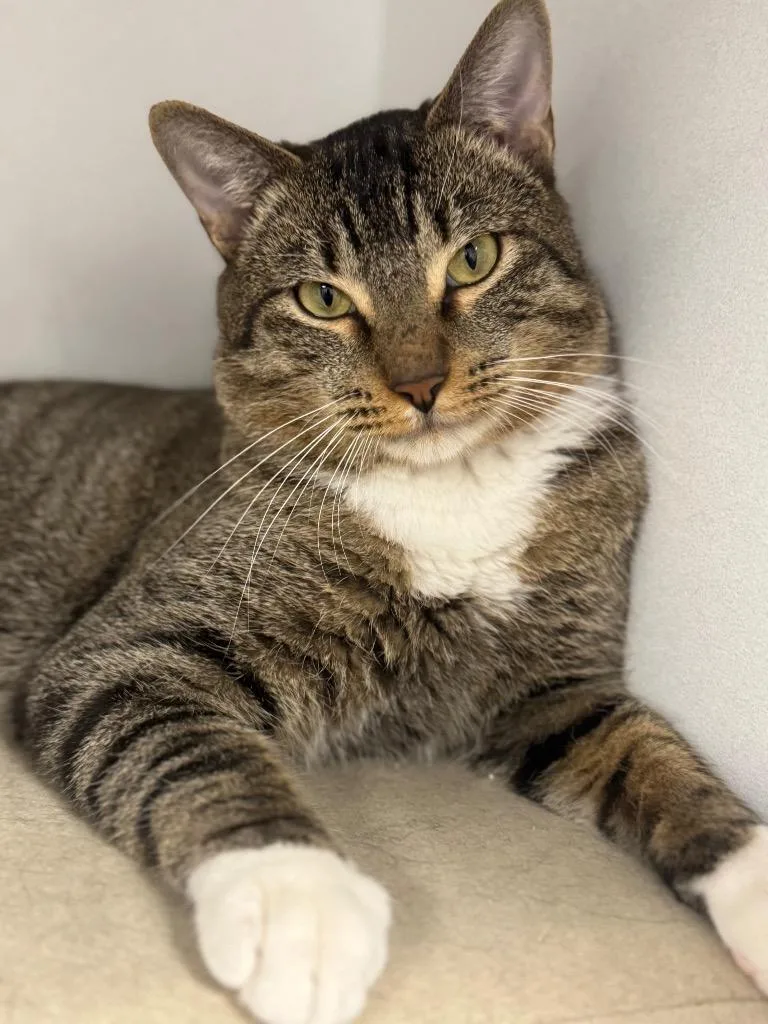A young small-sized male Domestic Short Hair cat named Prince Humperdinck for adoption in Gilbert, AZ