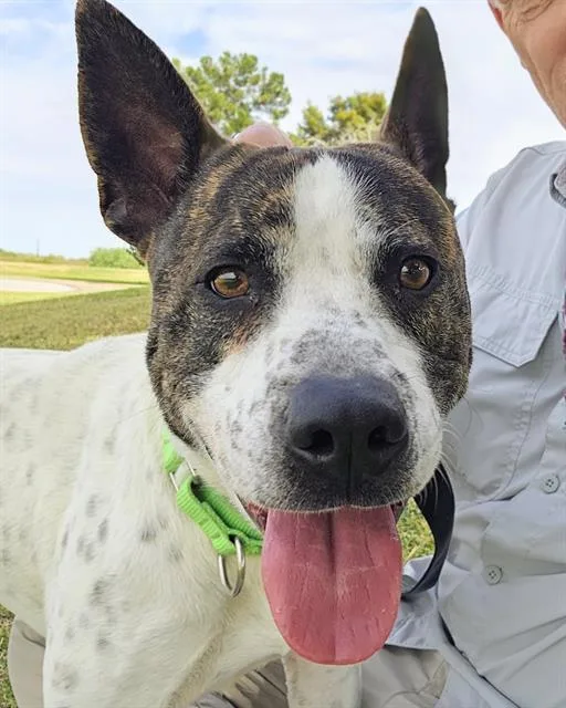 A young large-sized male Pit Bull Terrier dog named Coda for adoption in Tucson, AZ