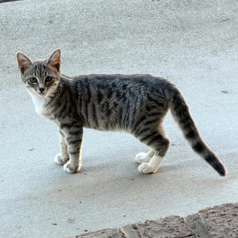 A baby medium-sized female Gray / Blue / Silver Domestic Short Hair cat named Lily for adoption in Walnut Cove, NC
