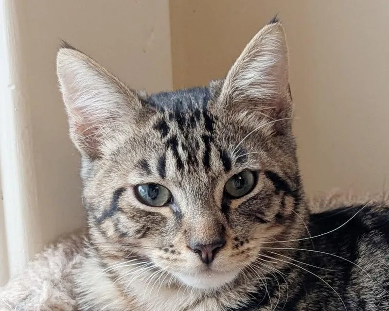 An adult medium-sized male Tabby cat named Cocoa for adoption in Anacortes, WA